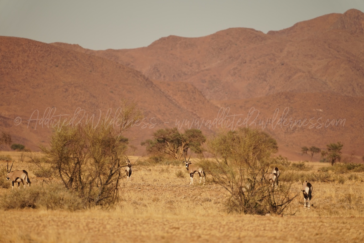 Oryx along C27 Naukluft
