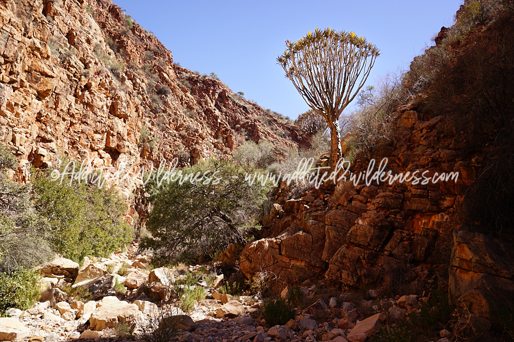 Quiver tree along Olive Trail