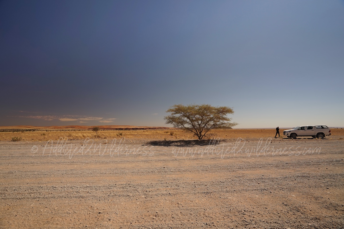 View of Petrified Dune from C-19