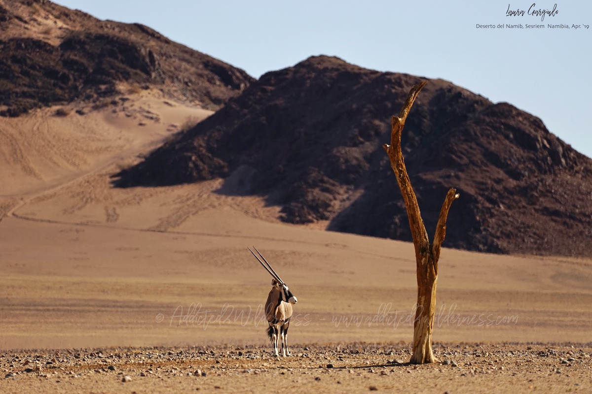 Oryx at sundowner into Namib-Naukluft
