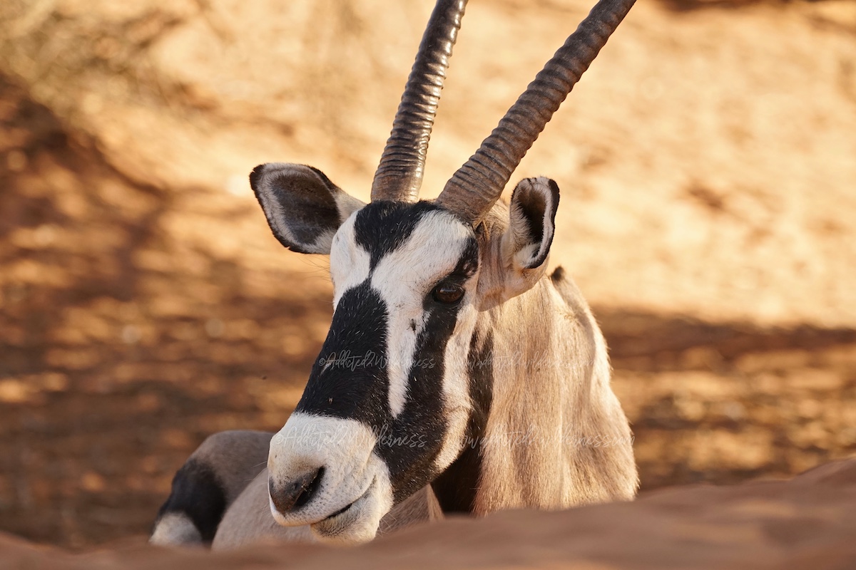 oryx close up