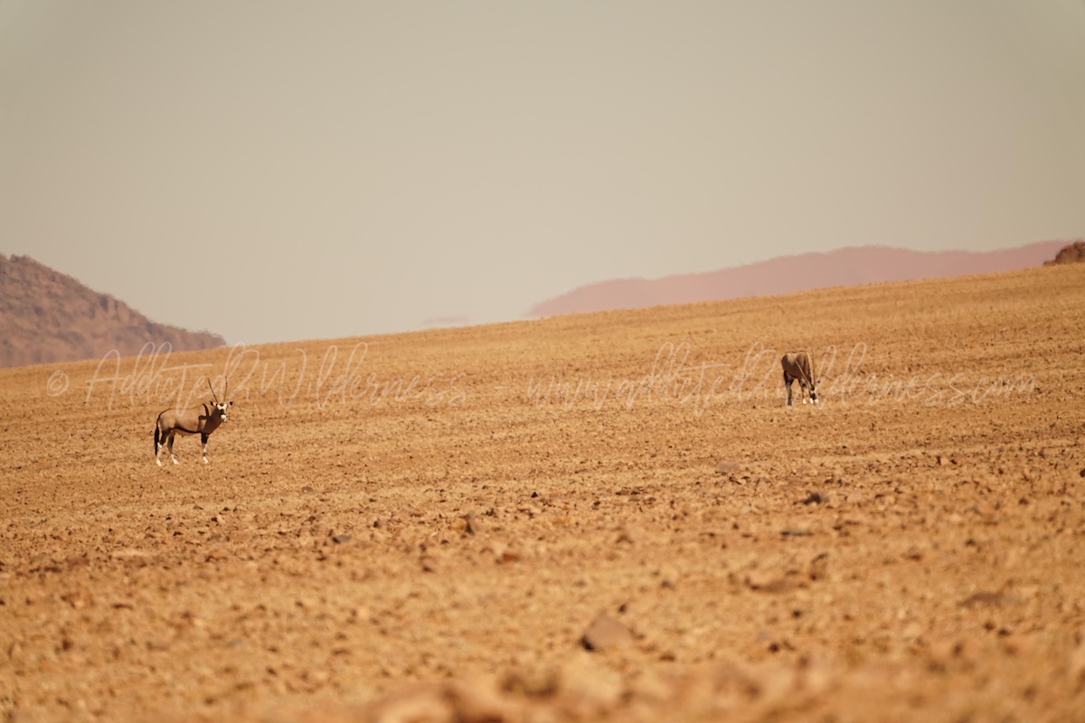 Oryxes under hot sun in Namib