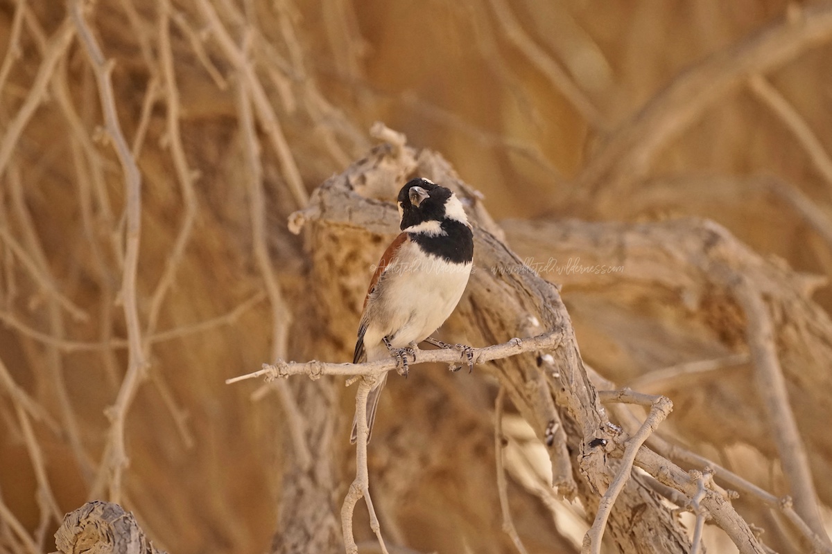 sparrows at Sossusvlei