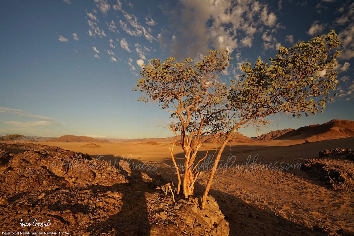 Tree Namib-Naukluft