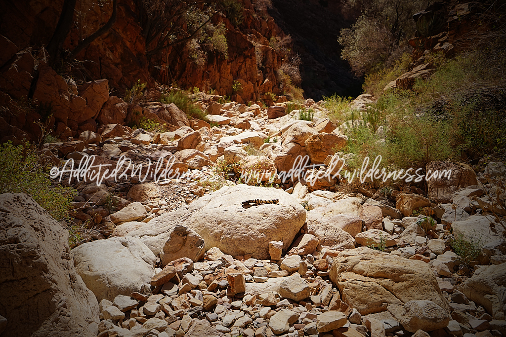 torn paw of a zebra in the Olive Trail