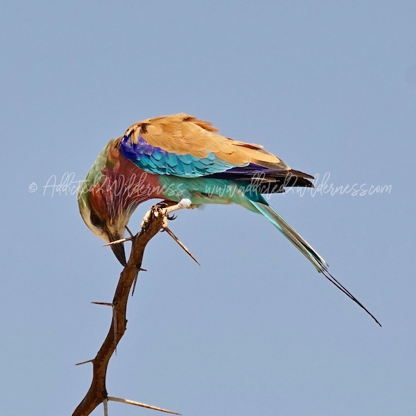 Etosha National Park
